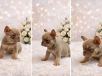 New Shade Isabella Tan French Bulldog
