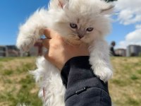 BRİTİSH LONGHAİR YAVRU KEDİLER