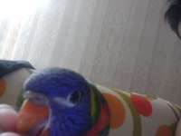Lori papağanı 3 aylık