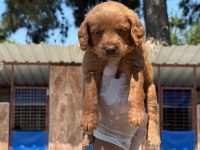 Toy poodle yavrularımız çiftliğinden
