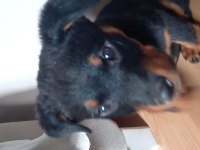 saf kan rottweiler
