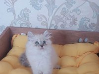 BRİTİSH LONGHAİR YAVRULARIMIZ