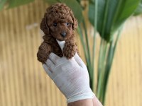 Referans Yavru Köpeklerimiz