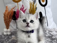 Orijinal Silver NS 1133 British Shorthair Yavrularımız