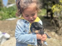 Safkan Alman çoban köpeği yavrusu