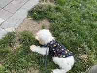 Maltipoo 1.5 yaşında