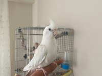 Erkek Sultan Papağanı