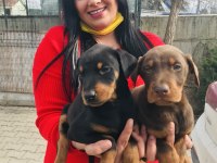 Safkan kızıl ve siyah king doberman yavrularım