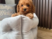 Toy poodle korean erkek 3 aylık mezitli