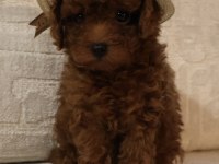 Kore poodle bebeklerim teslime hazır