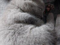 Teslime hazır british shorthair yavrumuz