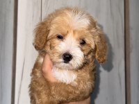Daha iki aylık cavapo toy poodle