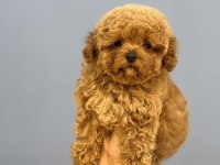 KORE BEBEK YÜZLÜ MÜKEMMEL YAPIDA POODLE OĞLUMUZ