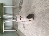 Bakımlı miss gibi aile kediler