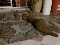 Evcil scottish fold tuvalete alışık