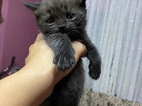 35 Günlük Erkek British Shorthair Bebeğim Yeni