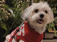 Çok sevecen uysal köpeğimiz