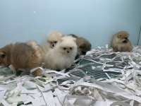 Tea cup pomeranian boo yavrularımızı canlı görün