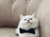 Teslime hazır yakışıklı erkek british shorthair yavrumuz