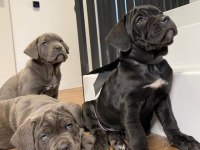 Cane Corso bebekler sağlık ve ırk garantili teslim
