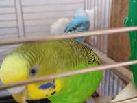 1 yaşında dişi ve erkek muhabbet kuşu