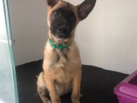 Ak47 Malinois