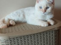 British Shorthair Erkek Red Point