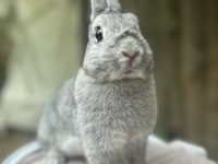 Damızlık Dişi Chinchilla Netherland Dwarf Tavşan