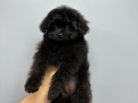 Terrier Melezi değil Orjinal Maltipoo Yavrum
