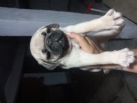 Pug bebekleri