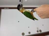 El besleme bebek 90 günlük Caique (Kayık) papağanı