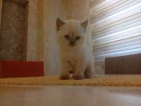 Beyaz British Shorthair Prens