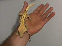 Crested gecko