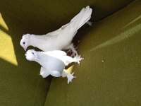 Limon takkalı takım güvercin