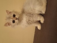 British Longhair Dişi Safkan