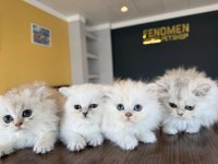En güzel british shorthair yavrular ankara