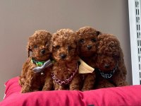 Toy Poodle Orjinal Irk Yavrular