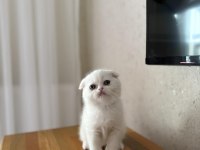 SCOTTISH FOLD BEYAZ YAVRULARIM