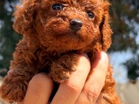 Toy poodle yavrularımız yeni yuvalarına gitmeye hazır