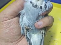 Şov Jumbo Muhabbet Kuşu