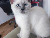3 aylık safkan dişi british longhair