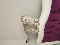 2 yaşında british shorthair