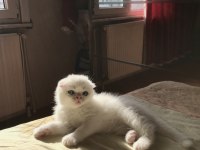 Safkan Erkek Scottish Yavrum
