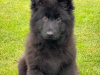 MUHTEŞEM SECERELİ ALMAN ÇOBAN KÖPEĞİ YAVRULARI ISTANBUL