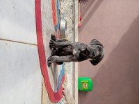 Saf kan mükemmel cane corso yavrular