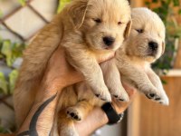 Piyasadan değil ev ortamından golden retriever yavrular