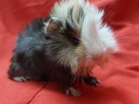 Guinea Pig Yavrular Aynı Gün Set Halinde Teslim Edilir