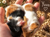 Safkan Coronet Yavru Guinea Pig