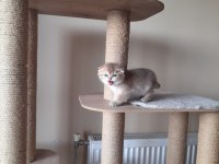 Turuncu bebisler bal oğullarım scottish fold