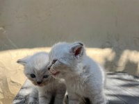 MÜKEMMEL BLUEPOİNT YAVRU KEDİLER